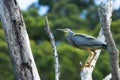 Grey heron standing at a top of a dead tree