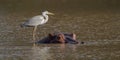 Grey Heron perched on top of a Hippopotamus Royalty Free Stock Photo