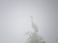 Grey Heron perched on treetop in early morning fog. Royalty Free Stock Photo