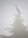 Grey Heron perched on treetop in morning fog.Vertical. Royalty Free Stock Photo