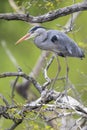 Grey heron perching on a tree branch in Prague Royalty Free Stock Photo