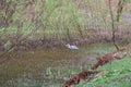 Grey Heron on Pond above Dove Cottage, Grasmere, Cumbria, England, UK Royalty Free Stock Photo