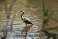 Grey Heron in a small Water looing for Fishes