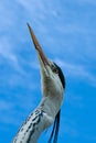 Grey heron Portrait From below, fishmonger, ardea cinerea Royalty Free Stock Photo