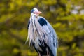 Grey heron portrait