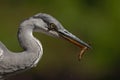 Portrait og a grey heron with a salamander Royalty Free Stock Photo