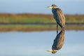 Grey Heron posing lonely in water of big lake with lovely reflection