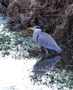 Grey Heron a predatory wading bird Royalty Free Stock Photo