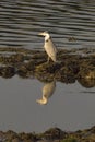 Grey Heron reflection Ardea cinerea Royalty Free Stock Photo