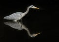 Grey heron reflection