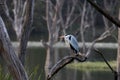 Grey heron resting on the tree branches in the lakeside