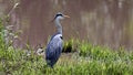 Grey heron on the river bank