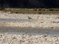 Grey heron by the river, on white stones Royalty Free Stock Photo