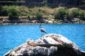 Grey heron on rock near lake