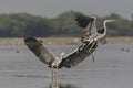 Grey Heron`s Ardea cinerea teritorial agression Royalty Free Stock Photo