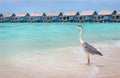 Grey heron on sandy beach Royalty Free Stock Photo