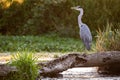 Grey heron sat on fallen tree trunk over pond