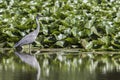 Graureiher Ardea cinerea