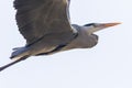 Graureiher Ardea cinerea