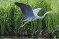 Graureiher Ardea cinerea