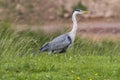 Graureiher Ardea cinerea