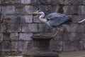 Graureiher Ardea cinerea