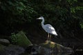 Grey heron searching for food in the river Royalty Free Stock Photo