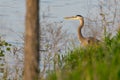 Grey Heron Royalty Free Stock Photo