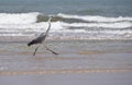 Grey heron. Angola.