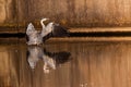 Grey heron on the side of the water Royalty Free Stock Photo