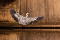 Grey heron on the side of the water Royalty Free Stock Photo