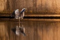 Grey heron on the side of the water Royalty Free Stock Photo