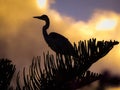 Grey Heron Silhouetted Against Sunset Royalty Free Stock Photo