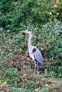 Grey heron sits on land and rests in the sun. An elegant hunter. Animal photo