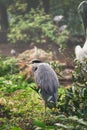 Grey heron sits on land and rests in the sun. An elegant hunter