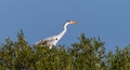 This grey heron sits in the trees Royalty Free Stock Photo