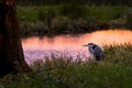 Grey Heron sitting by a canal foraging during sunset Royalty Free Stock Photo