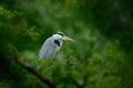 Grey heron sitting in the green branch