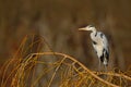 Grey heron sitting in the green branch of willow tree, Czech republic