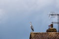 Grey Heron sitting on the roof of a house against a brooding sky Royalty Free Stock Photo