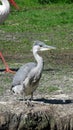 Grey Heron sitting on waterside Royalty Free Stock Photo