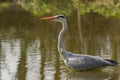 Grey Heron in a small lake Royalty Free Stock Photo