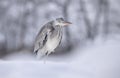 Grey heron in snow Royalty Free Stock Photo