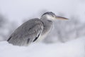 Grey heron in snow Royalty Free Stock Photo
