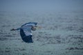Grey heron soaring gracefully through a misty landscape. Royalty Free Stock Photo