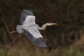 Grey Heron soars in the sky amidst a lush forest backdrop Royalty Free Stock Photo