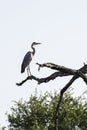 Grey Heron - South Africa Photo Safari