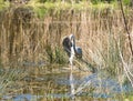 Grey Heron spreading his wings Royalty Free Stock Photo
