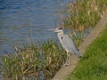 Grey heron standing along a canal - Ardea cinerea Royalty Free Stock Photo