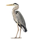 Grey Heron standing, Ardea Cinerea, 5 years old Royalty Free Stock Photo